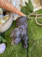 Juliet, a female Miniature Dachshund for sale in Newton, IA – Photo 2 of 4