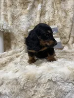 Jimothy, a male Miniature Dachshund for sale in Newton, IA – 2 of 2