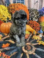 Hank, a male Cockapoo for sale in Newton, IA – 3 of 4