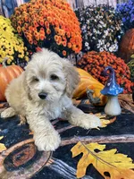 Hollie, a male Cockapoo for sale in Newton, IA – 3 of 3