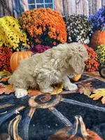 Ranger, a male Cavapoo for sale in Newton, IA – 2 of 4