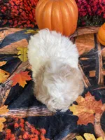 Daisey, a female Cavapoo for sale in Newton, IA – 3 of 3