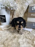 Casanova, a male Miniature Dachshund for sale in Newton, IA – 5 of 6