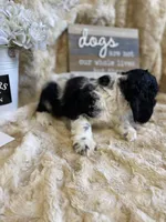 Sally, a female Cocker Spaniel for sale in Newton, IA – 5 of 5