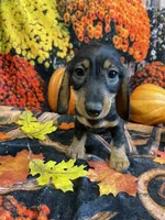 Gertie, a female Miniature Dachshund for sale in Newton, IA – 3 of 4