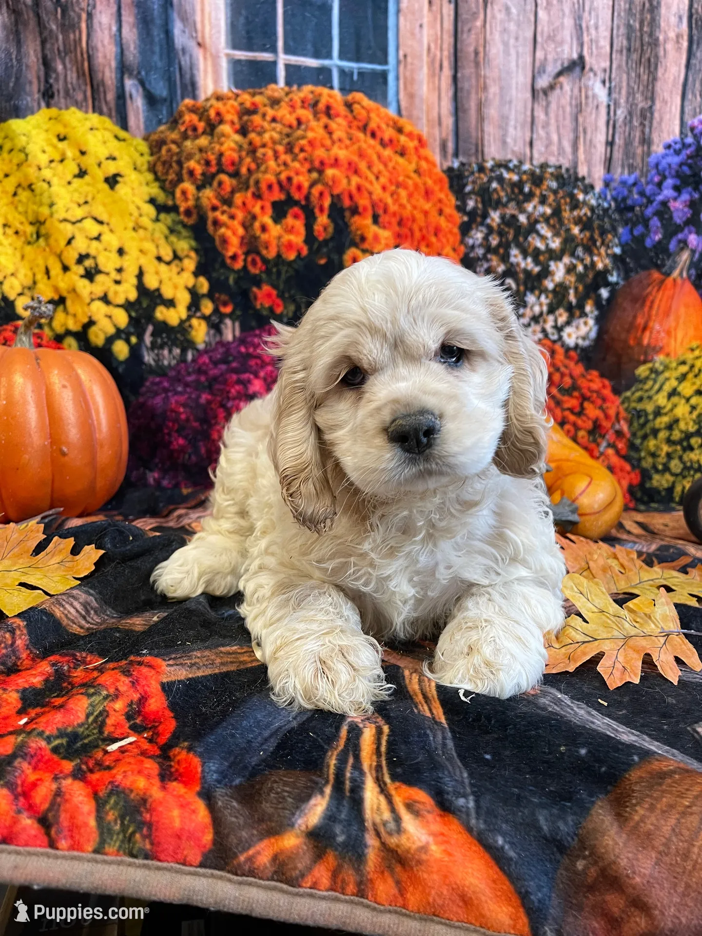 Tank, a male Cocker Spaniel for sale in Newton, IA – 1 of 4
