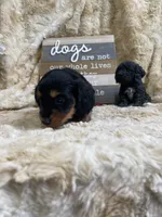 Hattie, a female Miniature Dachshund for sale in Newton, IA – 3 of 6