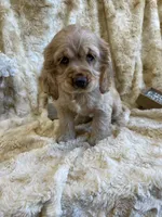 Barbie, a female Cocker Spaniel for sale in Newton, IA – 2 of 4