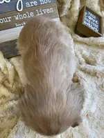 Barbie, a female Cocker Spaniel for sale in Newton, IA – 3 of 4