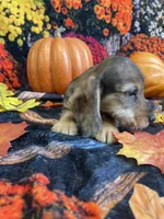 Dottie, a female Miniature Dachshund for sale in Newton, IA – 2 of 6