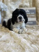 Sally, a female Cocker Spaniel for sale in Newton, IA – 1 of 5