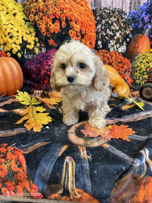 Grorgie – Cavapoo puppy for sale in Newton, IA