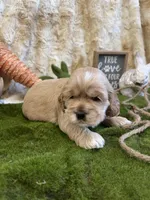 Holly, a female Cocker Spaniel for sale in Newton, IA – Photo 1 of 3
