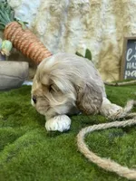 Holly, a female Cocker Spaniel for sale in Newton, IA – Photo 3 of 3