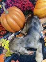Dottie, a female Miniature Dachshund for sale in Newton, IA – 5 of 6