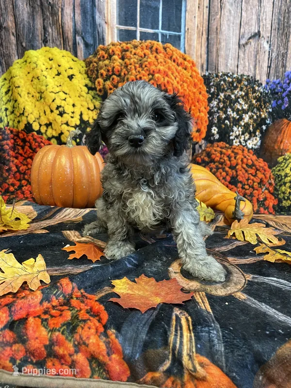 Marley (F1b) – Cockapoo puppy for sale in Newton, IA
