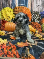 Marley (F1b), a female Cockapoo for sale in Newton, IA – 1 of 4