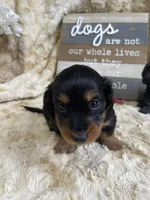 Hattie, a female Miniature Dachshund for sale in Newton, IA – 4 of 6