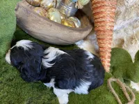 Queenie, a female Cavapoo for sale in Newton, IA – Photo 3 of 3