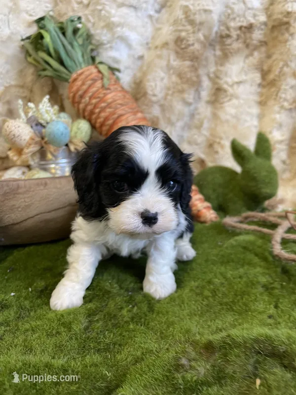 Queenie – Cavapoo puppy for sale in Newton, IA