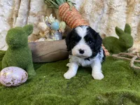 Queenie, a female Cavapoo for sale in Newton, IA – Photo 2 of 3