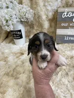 Harold, a male Miniature Dachshund for sale in Newton, IA – 3 of 3