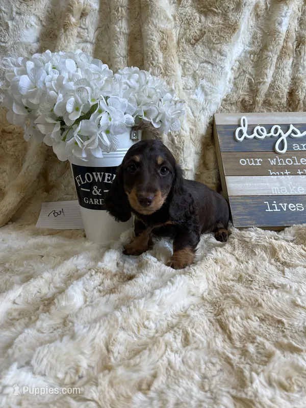 June – Miniature Dachshund puppy for sale in Newton, IA