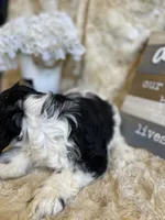 Sally, a female Cocker Spaniel for sale in Newton, IA – 2 of 5