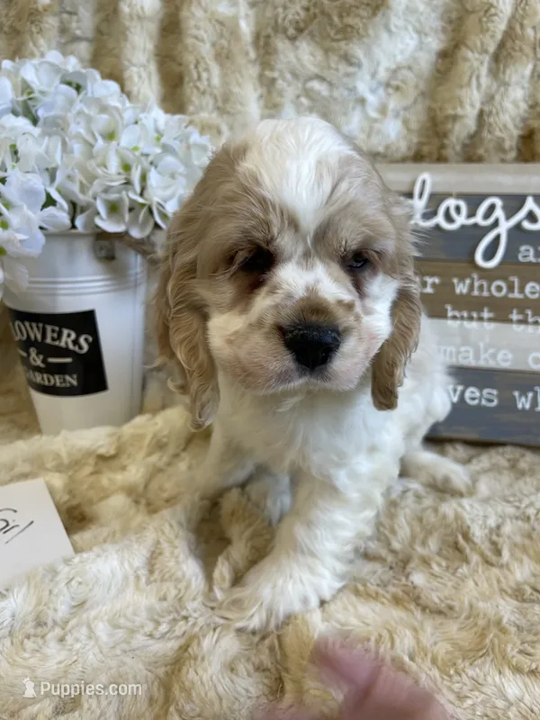 Gidget – Cocker Spaniel puppy for sale in Newton, IA