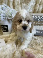 Gidget, a female Cocker Spaniel for sale in Newton, IA – 1 of 3