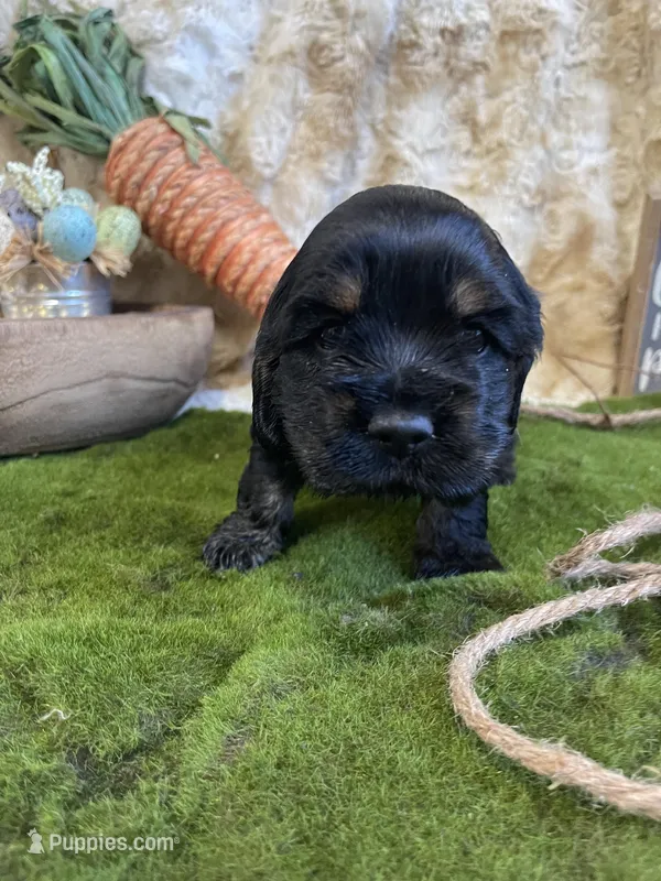 Lilly – Cocker Spaniel puppy for sale in Newton, IA