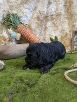 Lilly, a female Cocker Spaniel for sale in Newton, IA – Photo 2 of 4