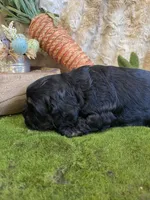 Lilly, a female Cocker Spaniel for sale in Newton, IA – Photo 3 of 4