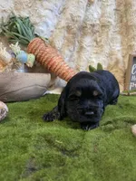 Lilly, a female Cocker Spaniel for sale in Newton, IA – Photo 4 of 4