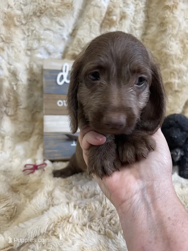 Godiva  – Miniature Dachshund puppy for sale in Newton, IA