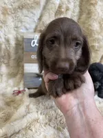 Godiva , a female Miniature Dachshund for sale in Newton, IA – 1 of 5