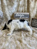 Cindy , a female Cocker Spaniel for sale in Newton, IA – 4 of 4
