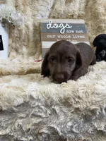 Godiva , a female Miniature Dachshund for sale in Newton, IA – 4 of 5
