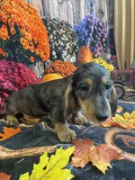 Bruno, a male Miniature Dachshund for sale in Newton, IA – 2 of 5