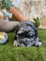 Cassinova, a male Cocker Spaniel for sale in Newton, IA – Photo 2 of 3