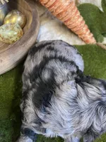 Cassinova, a male Cocker Spaniel for sale in Newton, IA – Photo 3 of 3