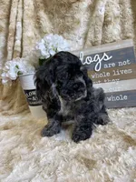 Cassinova, a male Cocker Spaniel for sale in Newton, IA – 3 of 6
