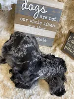 Cassinova, a male Cocker Spaniel for sale in Newton, IA – 2 of 6