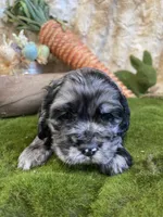 Cassinova, a male Cocker Spaniel for sale in Newton, IA – Photo 1 of 3