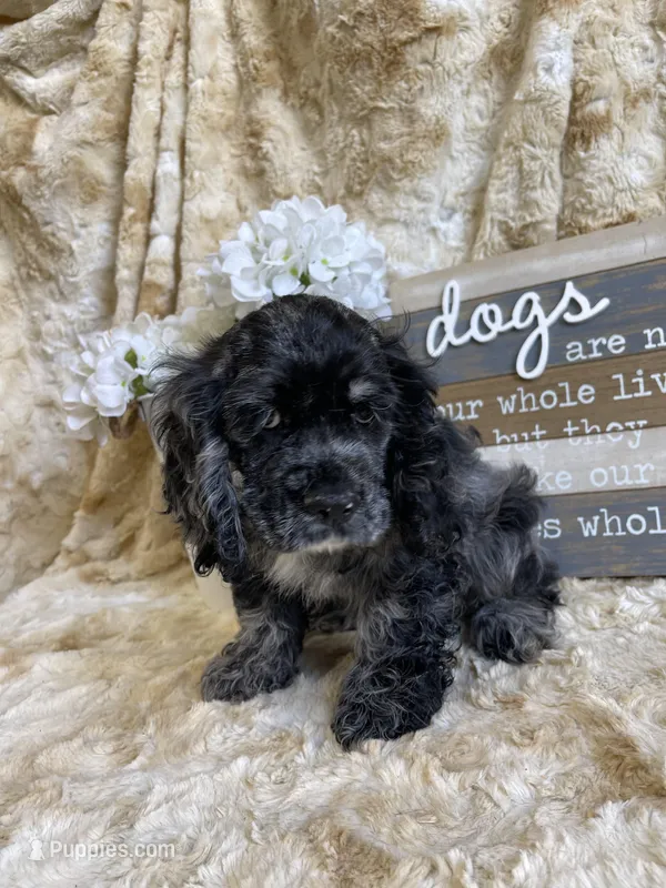 Cassinova – Cocker Spaniel puppy for sale in Newton, IA