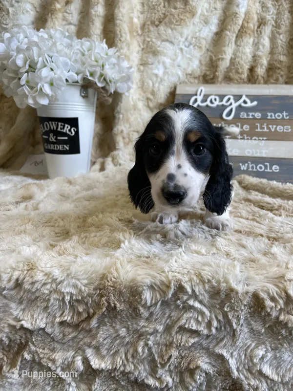 Knox – Miniature Dachshund puppy for sale in Newton, IA
