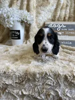 Knox, a male Miniature Dachshund for sale in Newton, IA – 1 of 6