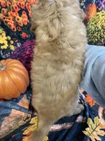 Hugo, a male Cockapoo for sale in Newton, IA – 2 of 3