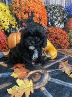 Malcom , a male Cavapoo for sale in Newton, IA – 1 of 4