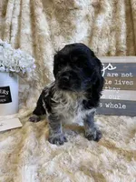 Hillie, a female Cocker Spaniel for sale in Newton, IA – 2 of 5